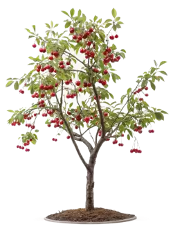 Imagen PNG para descargar